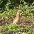/album/my-local-birding-gallery/winchat-dewsbury-sept-2009-jpg/